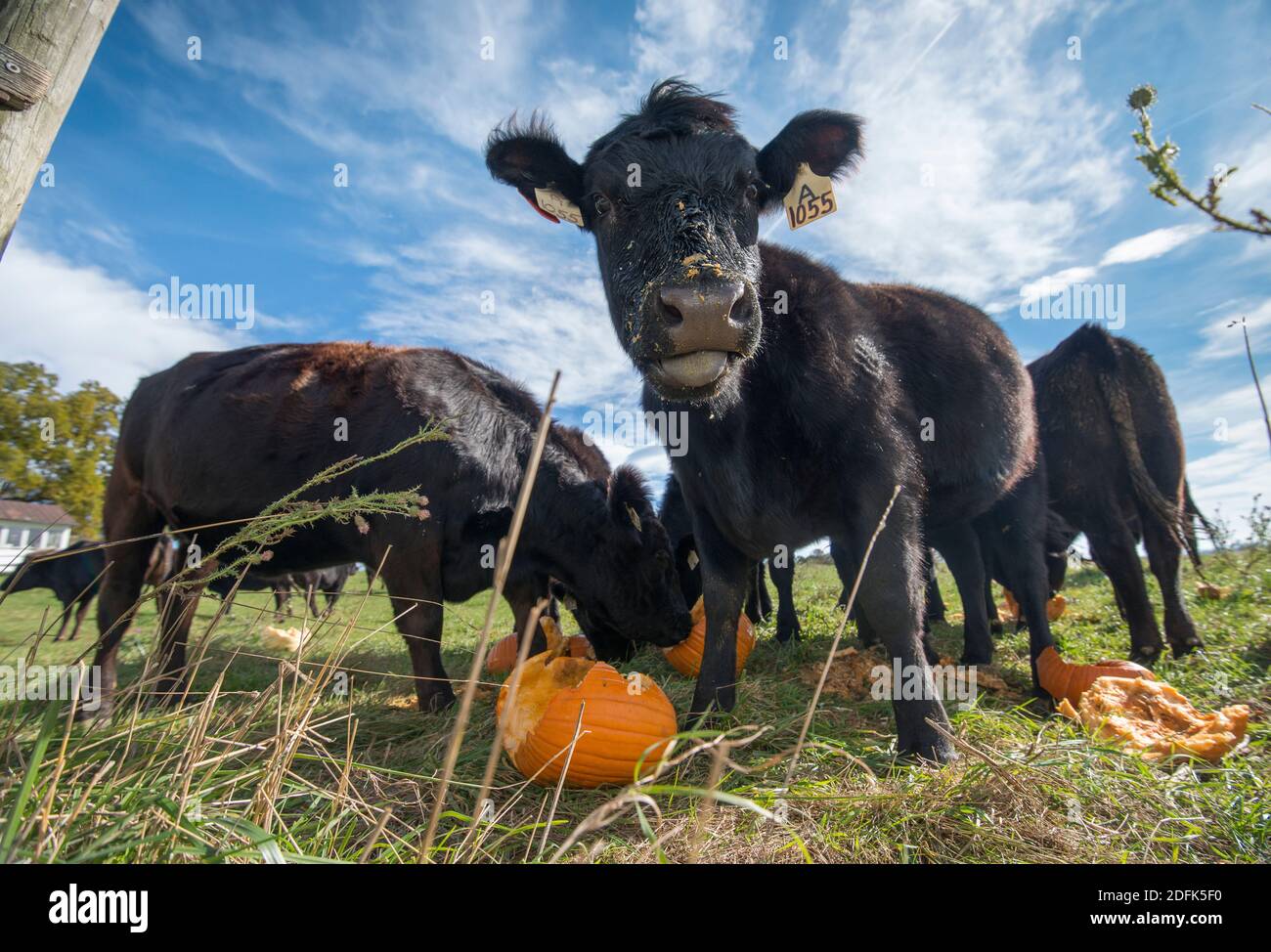 Le mucche mangiano le zucche nel tardo autunno. Foto Stock
