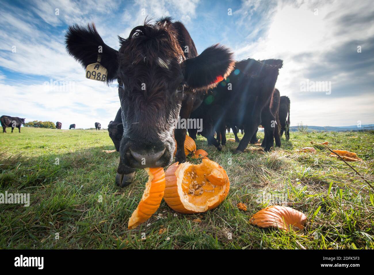 Le mucche mangiano le zucche nel tardo autunno. Foto Stock