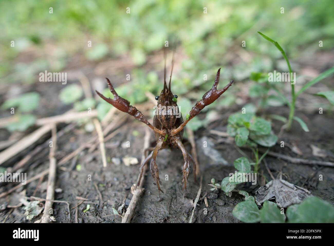 Un crostacei d'acqua dolce conosciuto come gamberi, cammina lungo la terra. Foto Stock