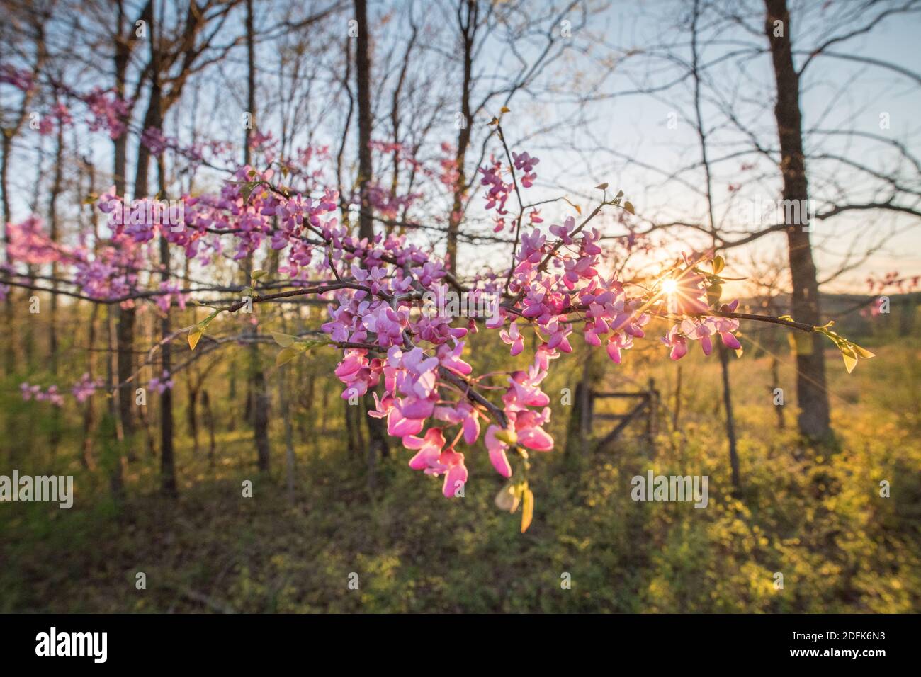 la redbud orientale fiorisce in primavera presso la Riserva Naturale di Banshee Reeks. Foto Stock