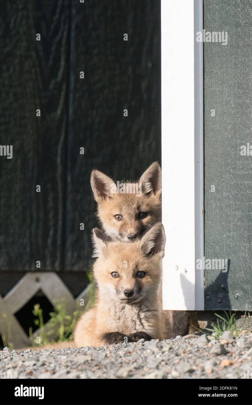Due kit di volpe rosse si affacciano da una capanna. Foto Stock