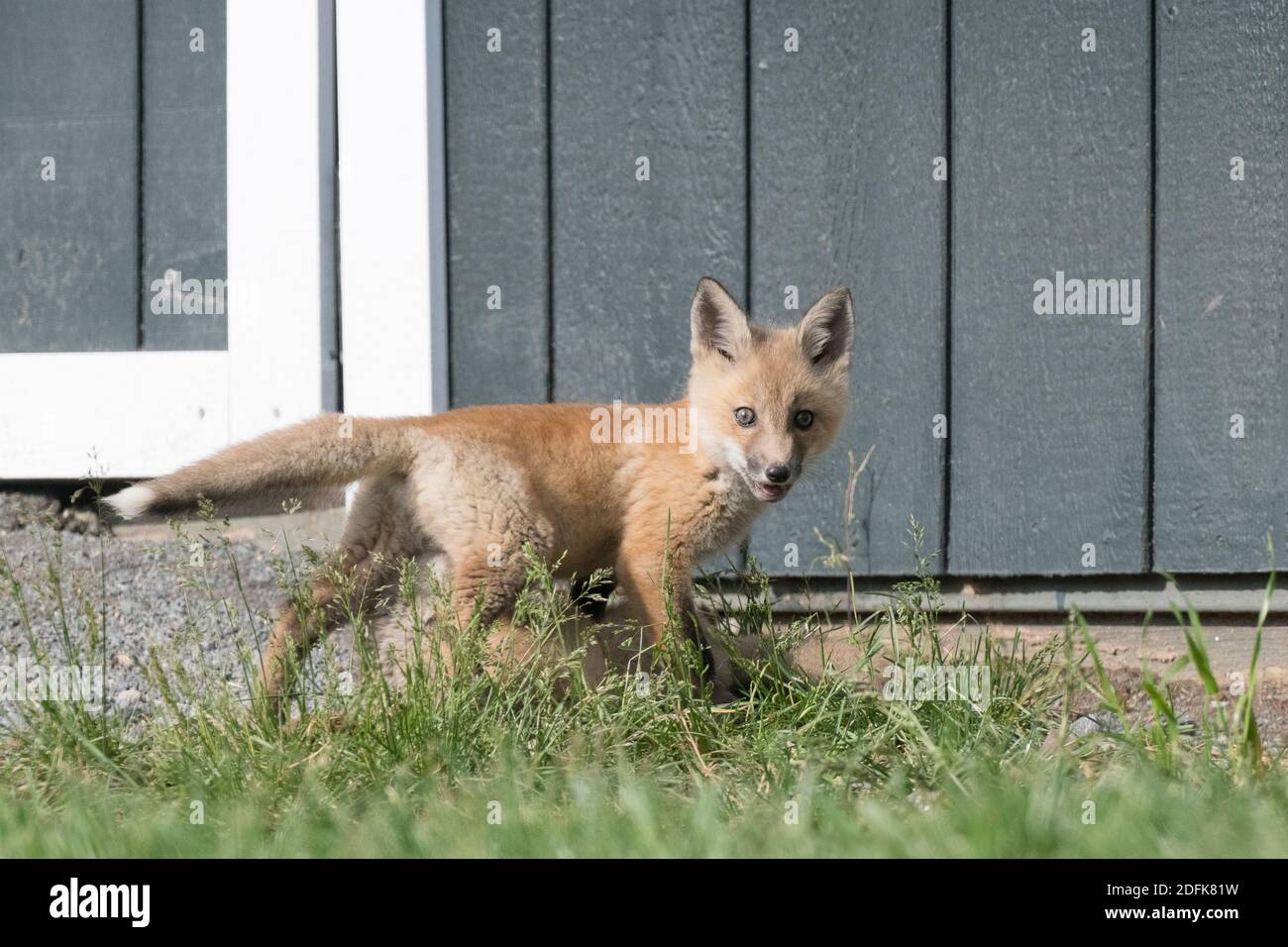 Un kit di volpe rossa cammina di fronte a una capanna. Foto Stock