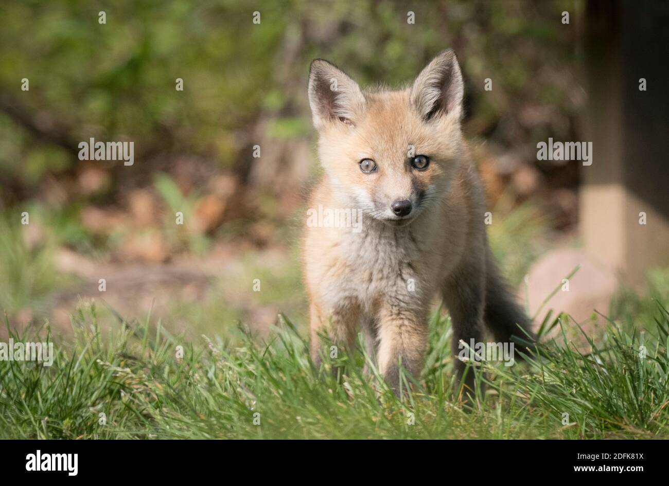 Una volpe rossa kit passeggiate in erba. Foto Stock
