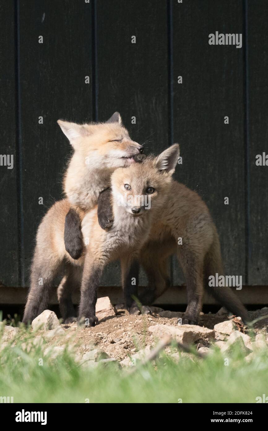 Un kit di volpe rossa leccò l'orecchio del suo fratello, di fronte ad un capannone, che è la loro casa. Foto Stock