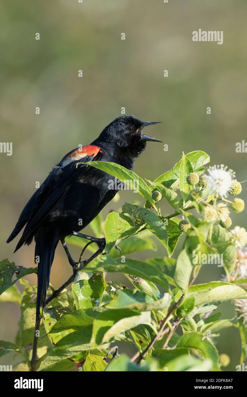 Un uccello nero maschio alato rosso chiama dalla cima di un cespuglio. Foto Stock