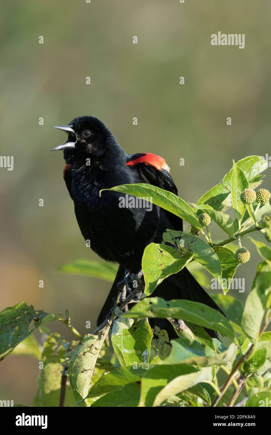 Un uccello nero maschio alato rosso chiama dalla cima di un cespuglio. Foto Stock