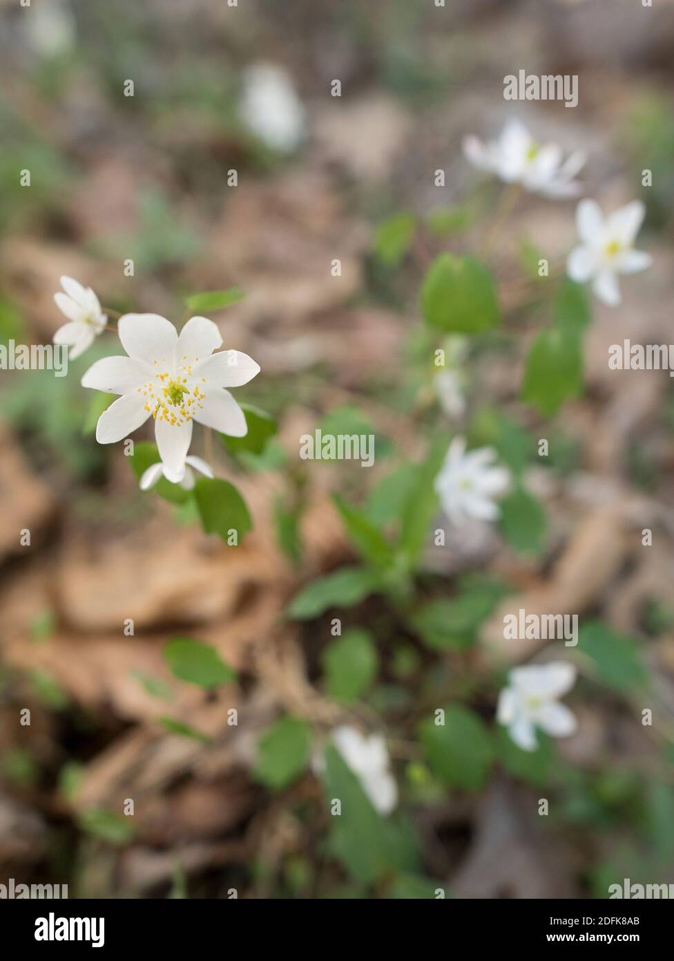 Rue-anemone in fiore sul pavimento della foresta. Foto Stock