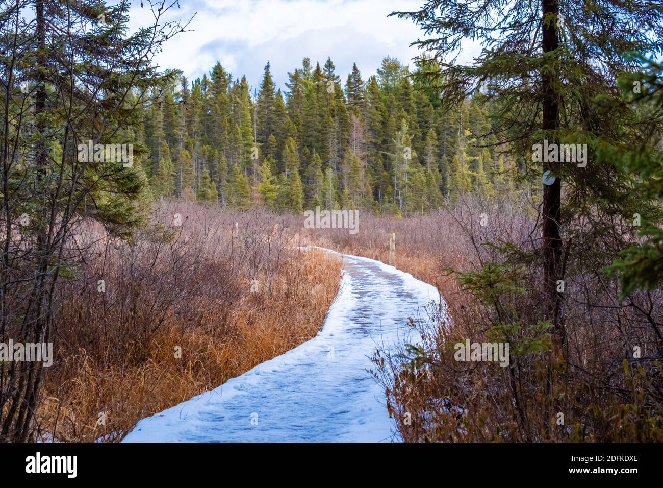 Una passerella coperta di neve su un sentiero natura emerge e si snoda dalla foresta in una radura paludosa con erba secca e cespugli nudi. La foresta è se Foto Stock