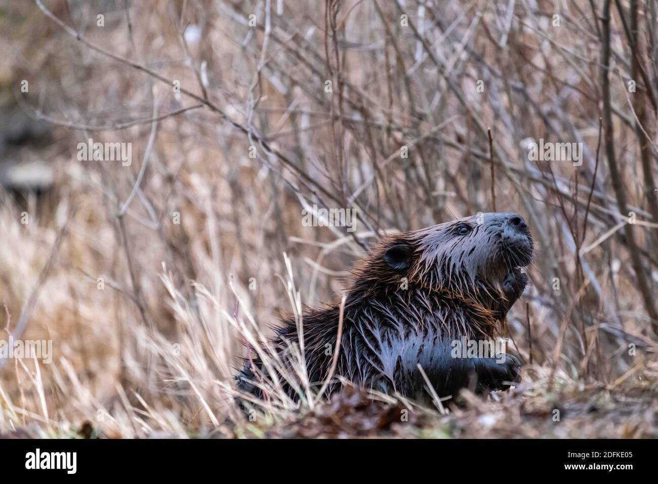 Un caster canadese con pelliccia bagnata sta emergendo da erba secca e alberi nudi mentre si riuniscono rami per il suo Lodge a fine autunno. Foto Stock