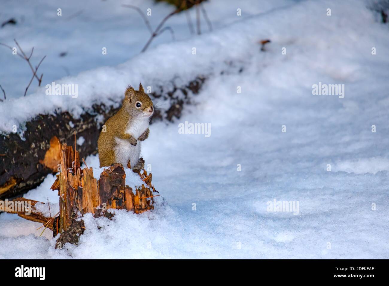 Un piccolo scoiattolo rosso americano è appollaiato in piedi su un piccolo e rotto moncone di un albero caduto sopra la neve fresca circostante. Foto Stock