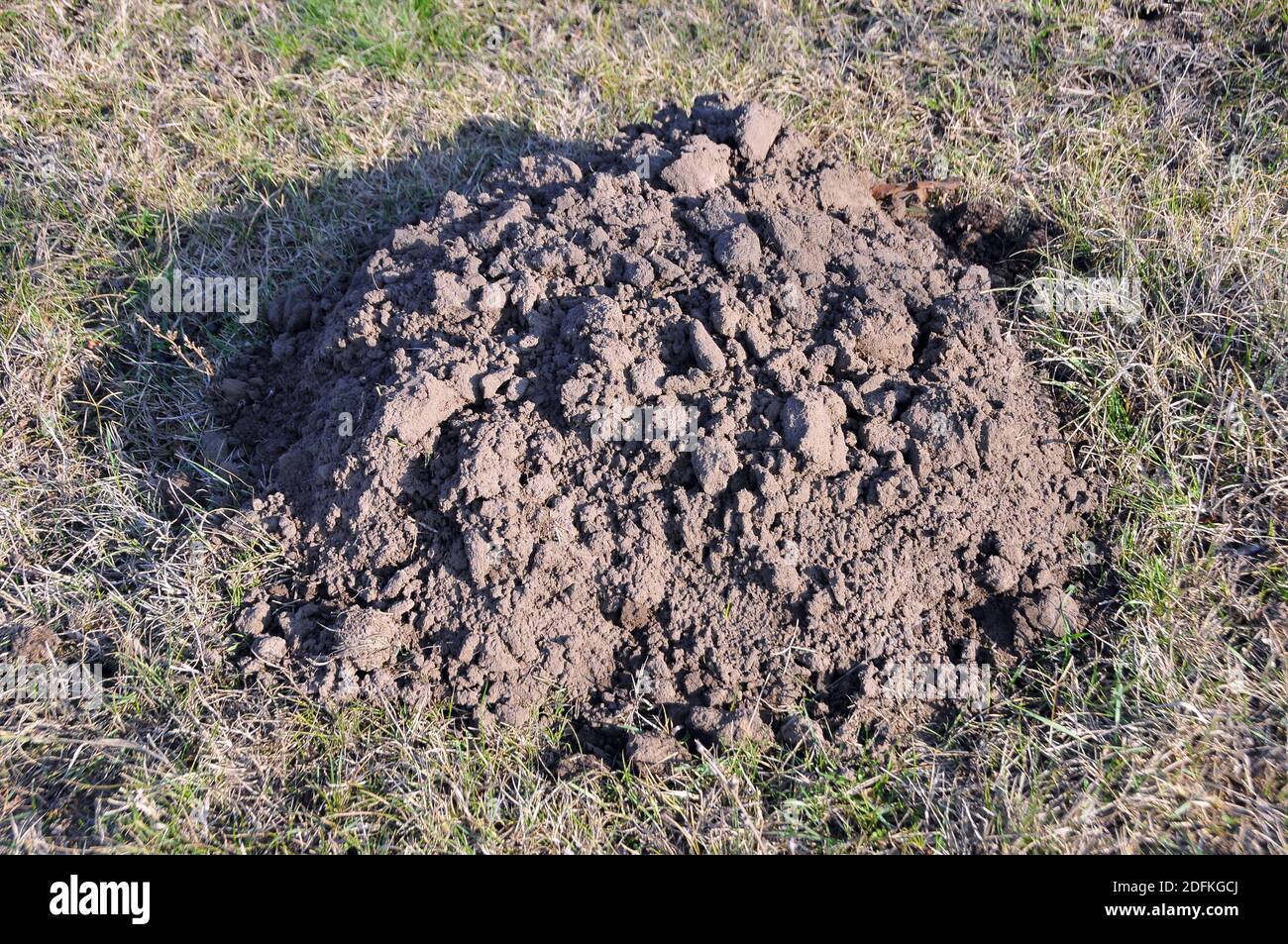 Riserva naturale di nannospalax (leucodon) transsilvanicus, Parco Nazionale di Hortobágy, Hajdúbagos, Ungheria, Magyarország, Europa Foto Stock