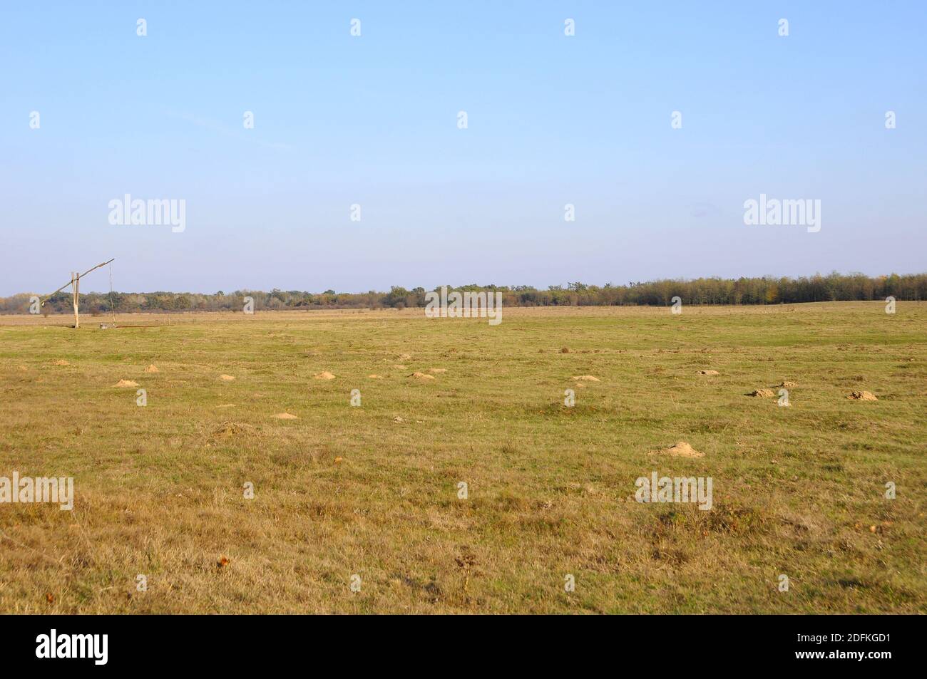 Riserva naturale di nannospalax (leucodon) transsilvanicus, Parco Nazionale di Hortobágy, Hajdúbagos, Ungheria, Magyarország, Europa Foto Stock
