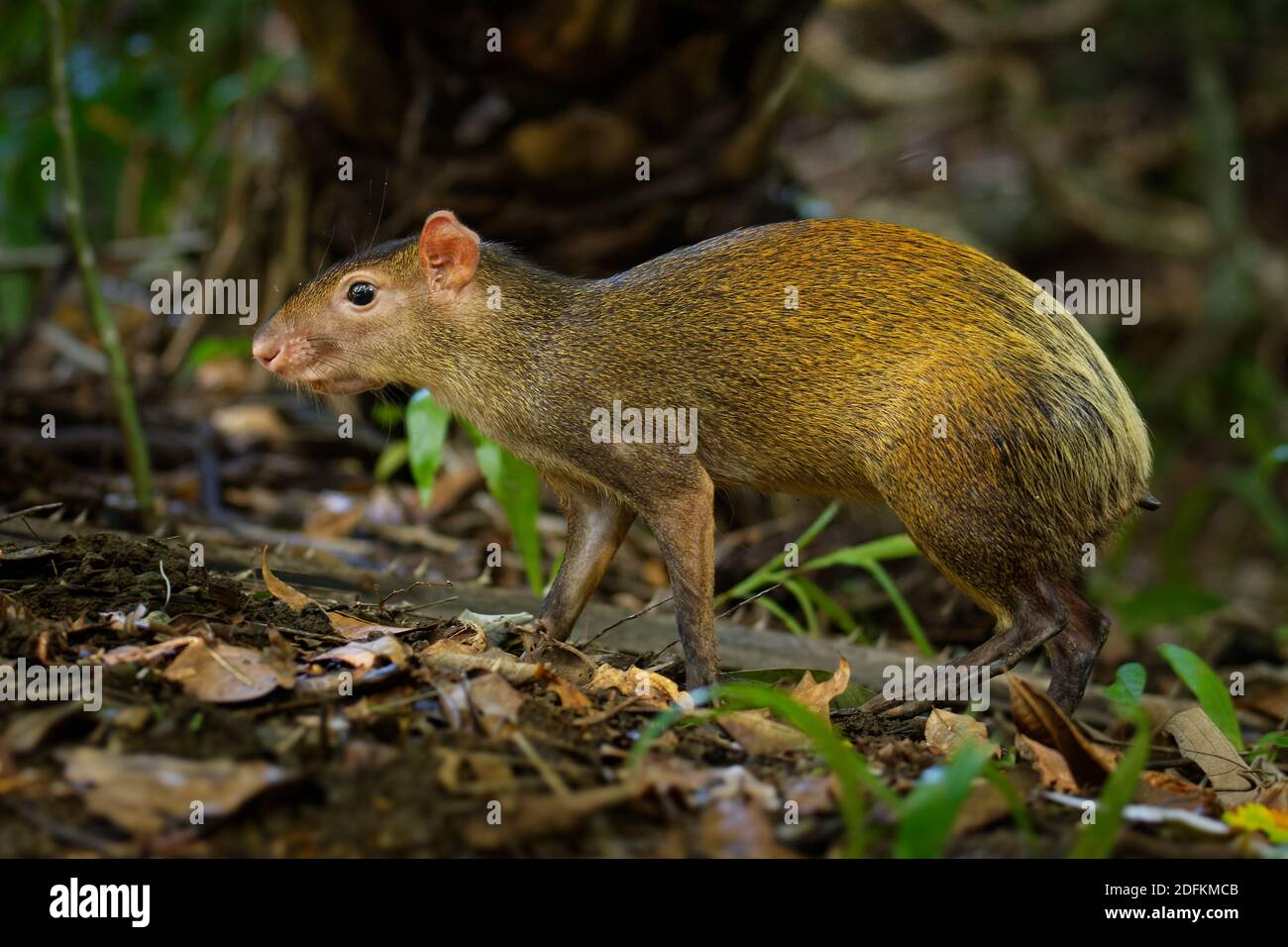 Agouti dell'America Centrale - Dasyprocta punctata mammifero bruno, roditore della famiglia Dasyproctidae, la sua gamma è dal Messico attraverso l'America Centrale a. Foto Stock