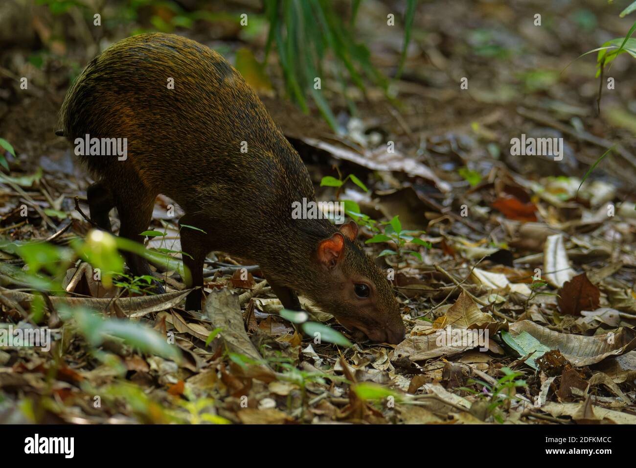 Agouti dell'America Centrale - Dasyprocta punctata mammifero bruno, roditore della famiglia Dasyproctidae, la sua gamma è dal Messico attraverso l'America Centrale a. Foto Stock