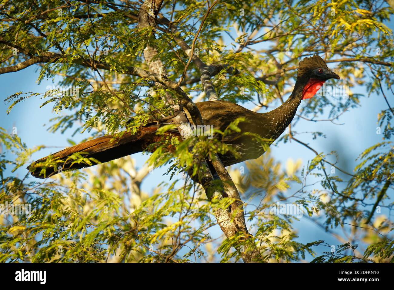 Guan crestato - Penelope purascens uccello crestato nero, antico gruppo di uccelli di Cracidae, trovato nei Neotropics, foreste delle pianure dal Messico An Foto Stock