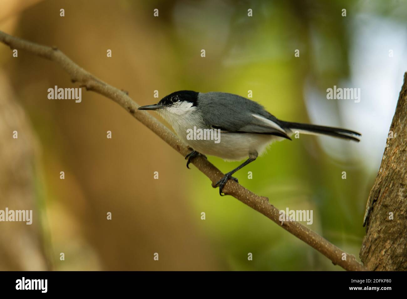 Black-capped Gnatcatcher - Polioptila nigriceps, uccello è blu-grigio sulle parti superiori con parti inferiori bianche, lunga becco sottile e una lunga coda nera wi Foto Stock