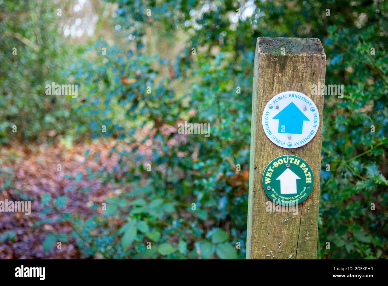 Parte del sentiero pubblico Wey South Path attraverso la riserva naturale Fir Tree Copse. Surrey Wildlife Trust, Chiddingfold Forest, SSSI. Morsetto per marcatura vie Foto Stock