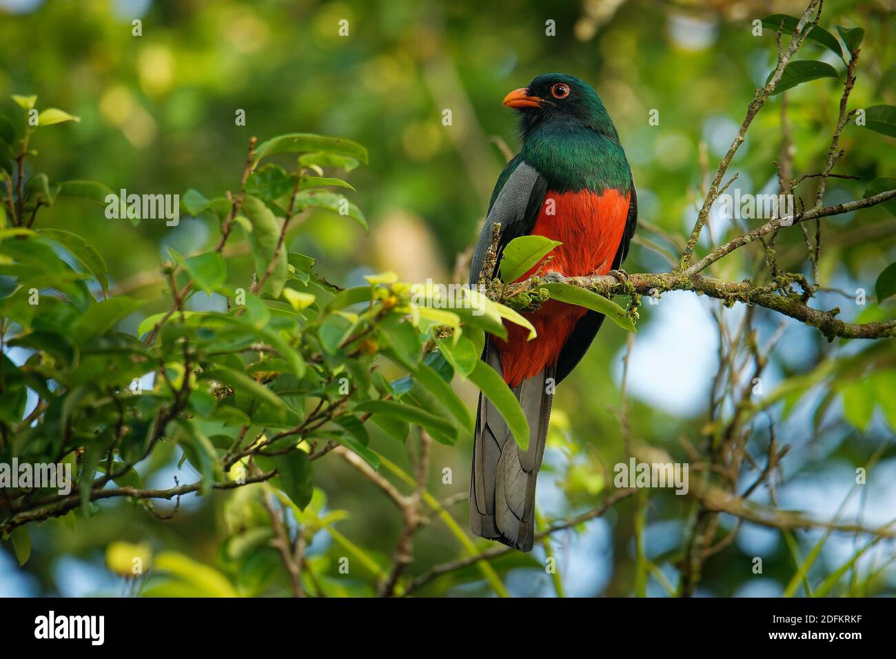 Trogon a coda di rondine - Trogon massena, vicino all'uccello verde e rosso della famiglia trogon Trogonidae, razze in pianura dal Messico, Ame centrale Foto Stock