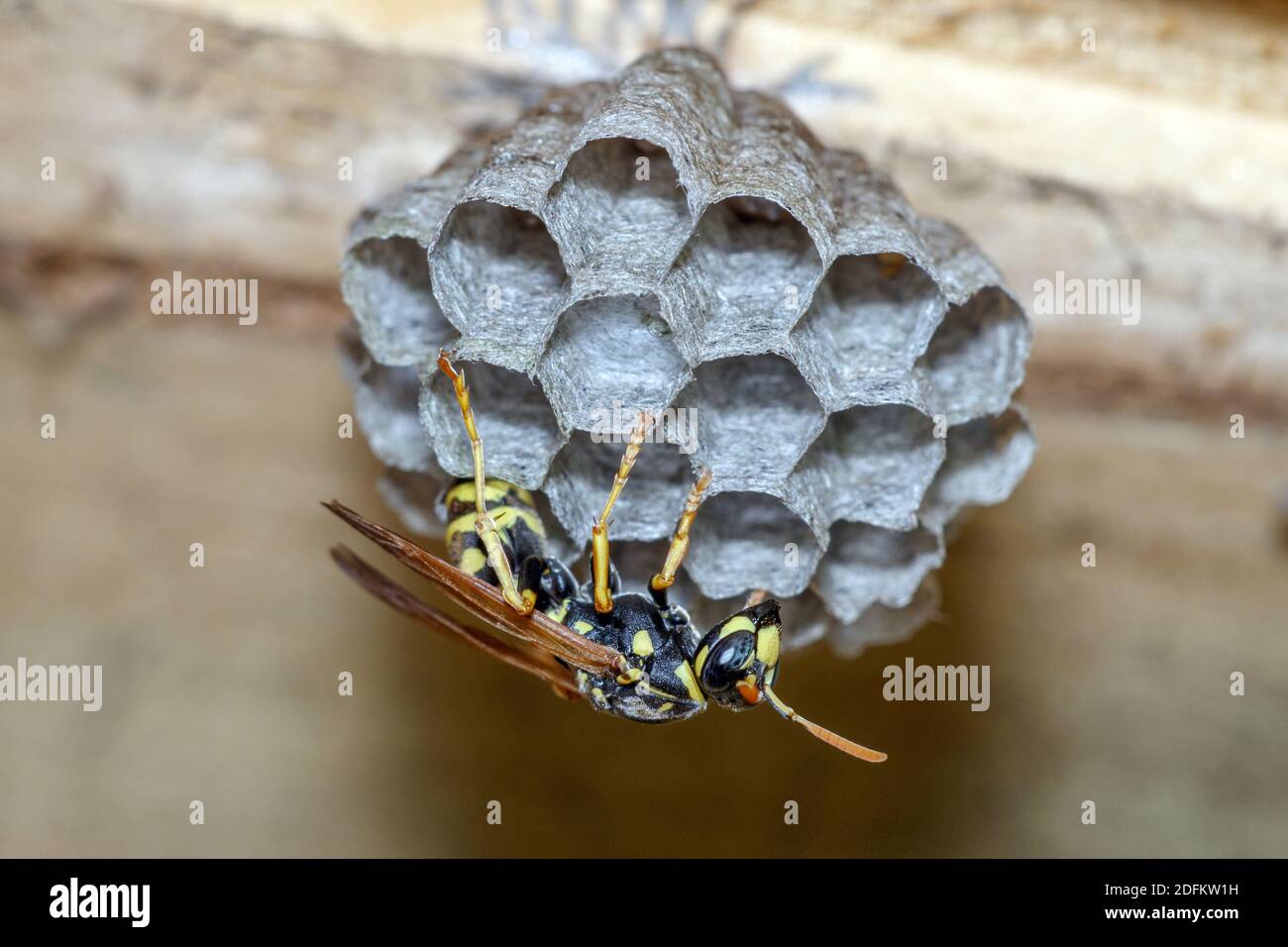 Haus-Feldwespe (Polistes dominula) o Gallische Feldwespe Foto Stock