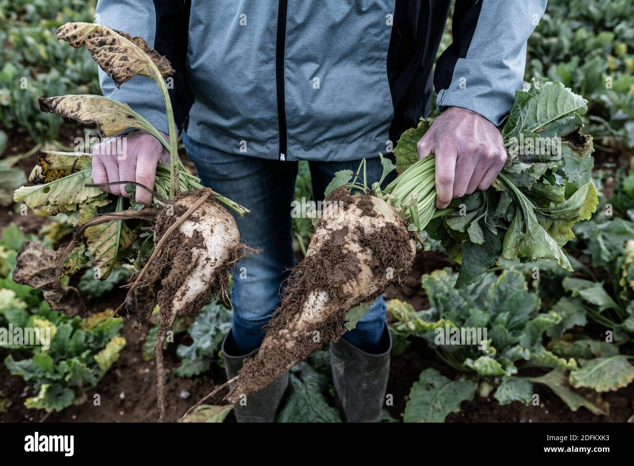 Un uomo tiene una barbabietola sana e una malata in un campo con piante contaminate dalla malattia di jaundince, causata dalla diffusione di afidi verdi. Malato barbabietole un essere avvistato dalle foglie gialle invece di verde. Estree Mons, Francia, 7 ottobre 2020. Foto di Daniel Derajinski/ABACAPRESS.COM Foto Stock