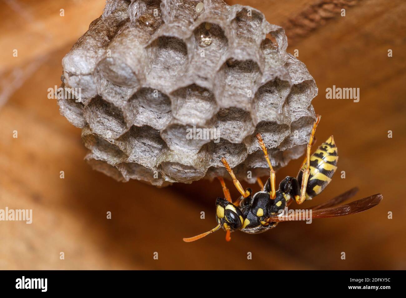 Haus-Feldwespe (Polistes dominula) o Gallische Feldwespe Foto Stock