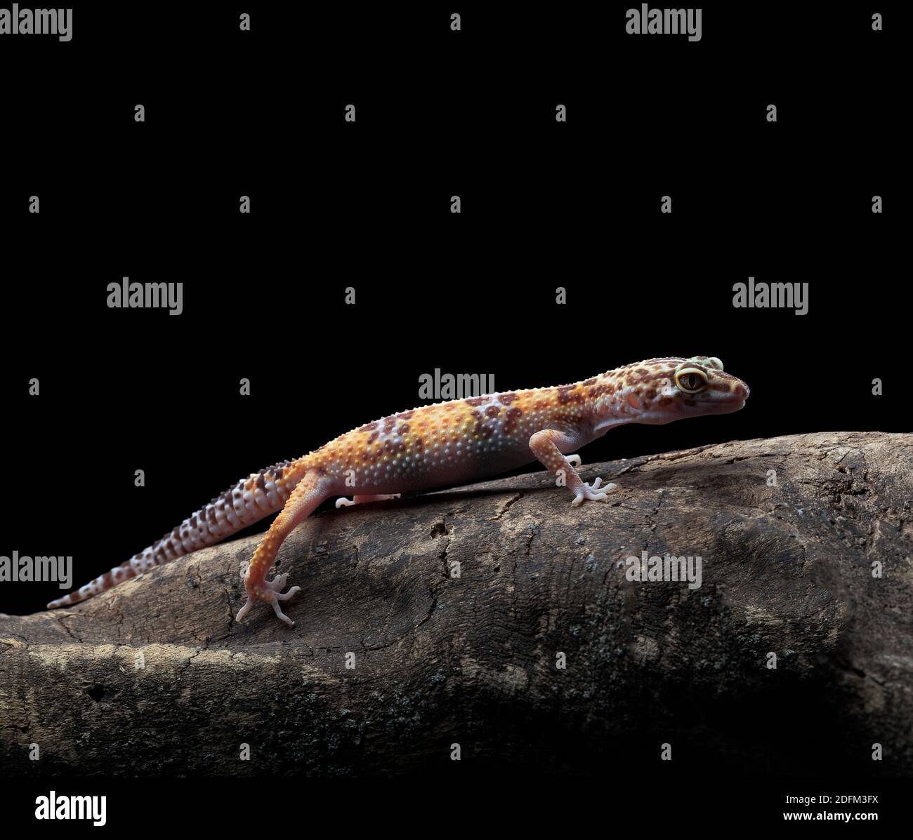 Leopard gecko seduto su un brunch (Eublepharis macularius) come il PET Foto Stock