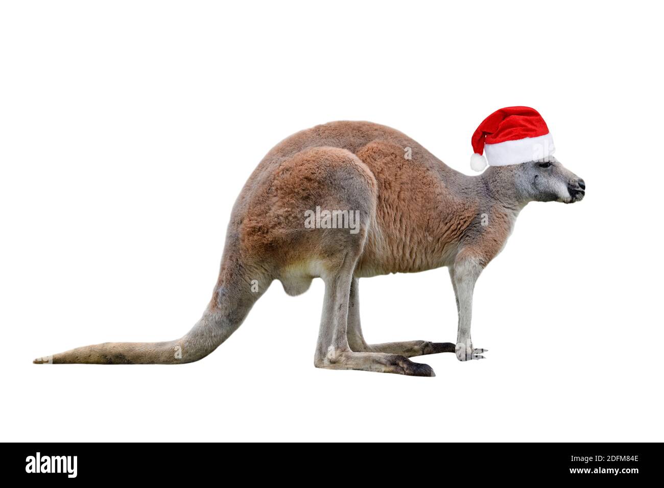Canguro maschio in cappello di Natale isolato su sfondo bianco. Grande  canguro a lunghezze intere, vista frontale. Il canguro è un marsupiale  della famiglia Macrop Foto stock - Alamy