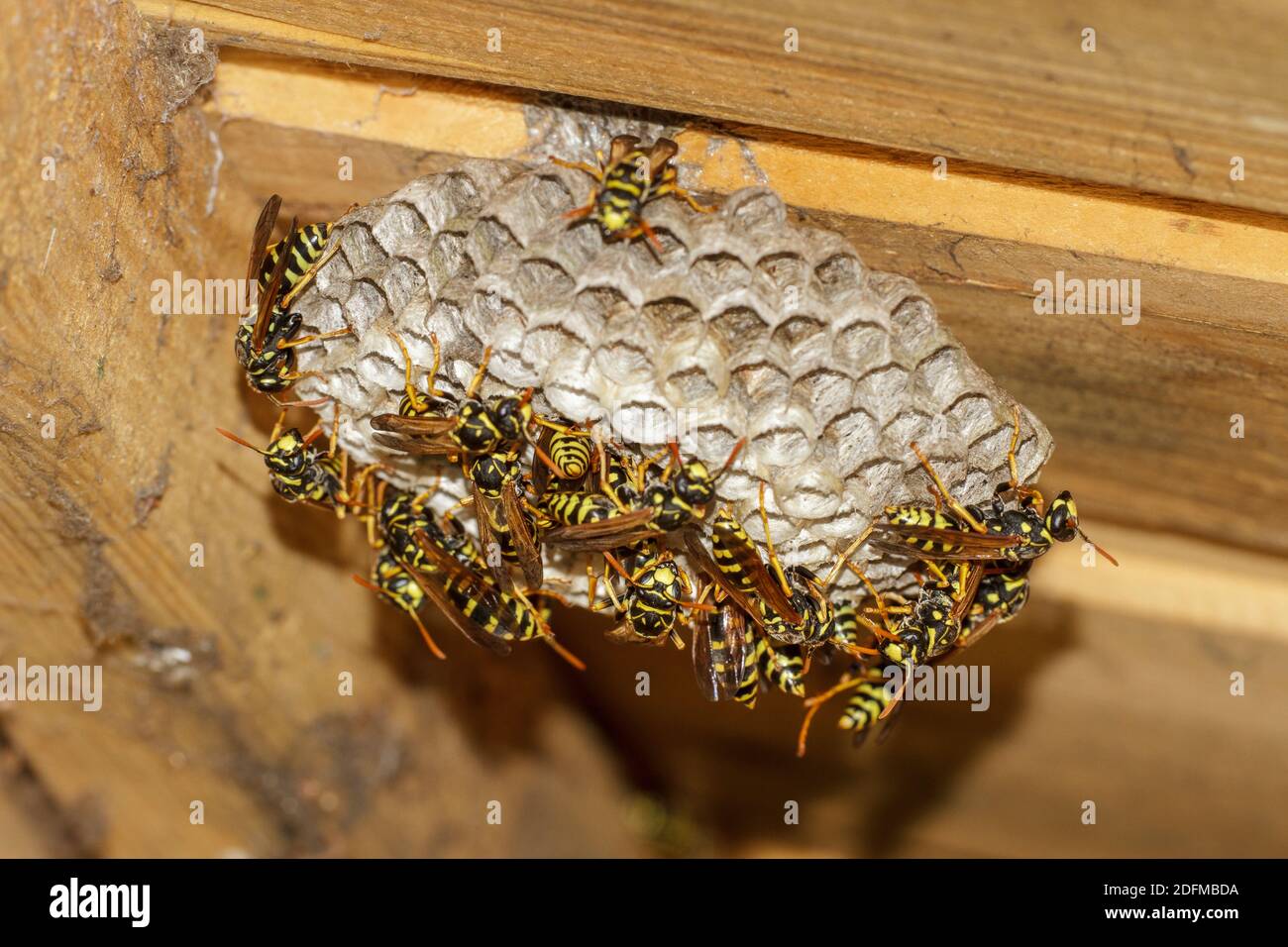 Haus-Feldwespe (Polistes dominula) Larven und Eier in den Zellen Foto Stock