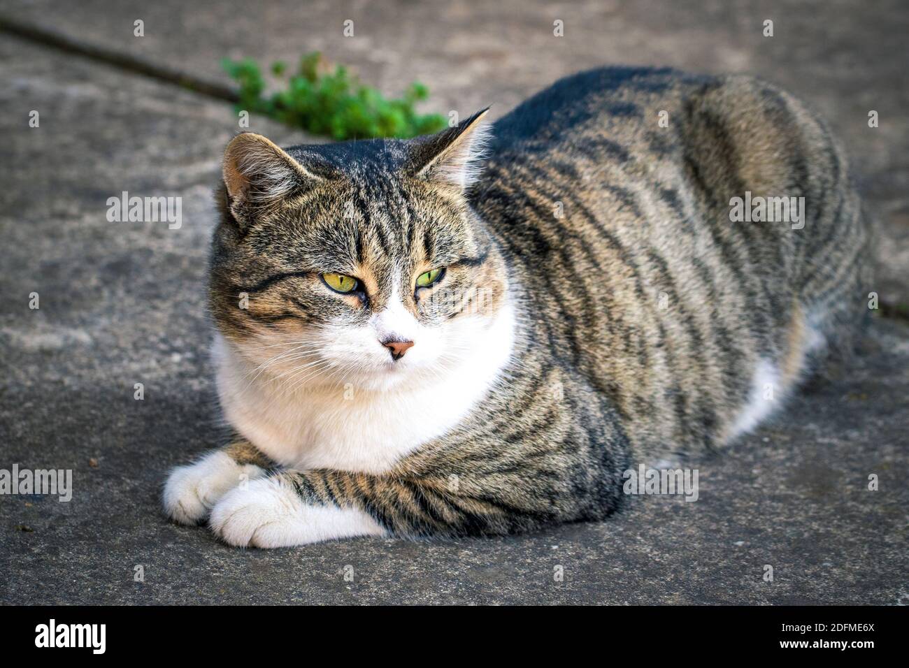 Un gatto colorato che riposa nel giardino Foto Stock