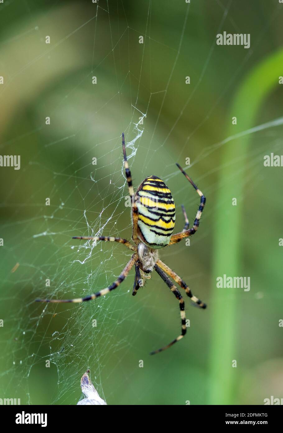 Wespenspinne (Argiope bruennichii) mit Beute Foto Stock