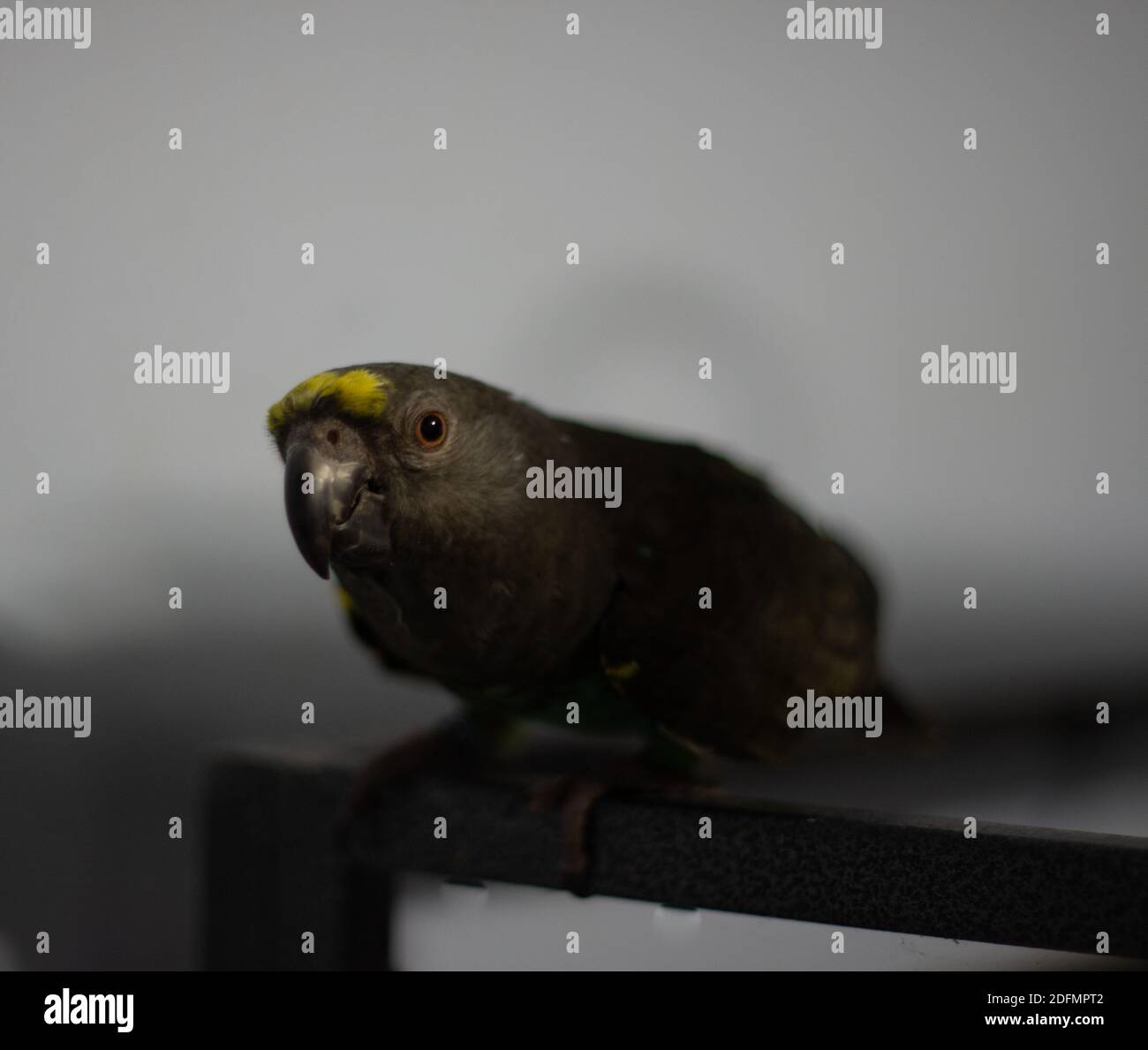 un pappagallo verde scuro di meyer ad alata lunga che si percuote su un metallo nero, sfondo bianco nuvoloso Foto Stock