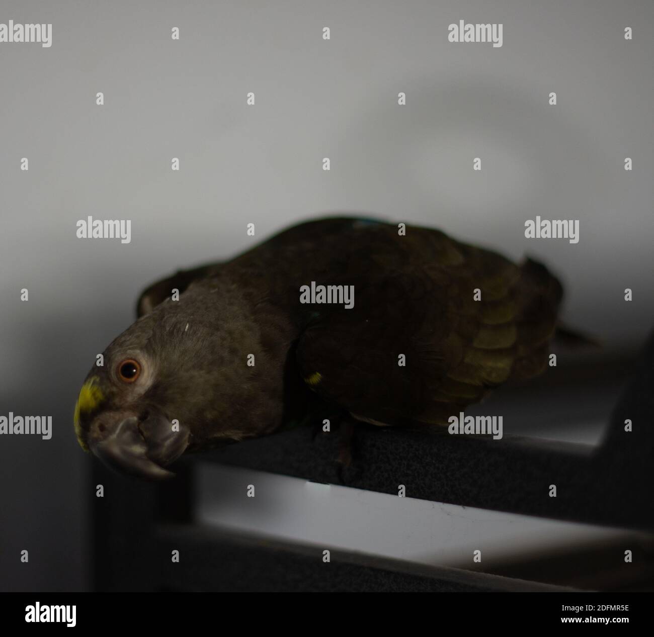 Un pappagallo verde scuro di Meyer ad alata lunga che perveva su metallo nero, sfondo bianco nuvoloso Foto Stock