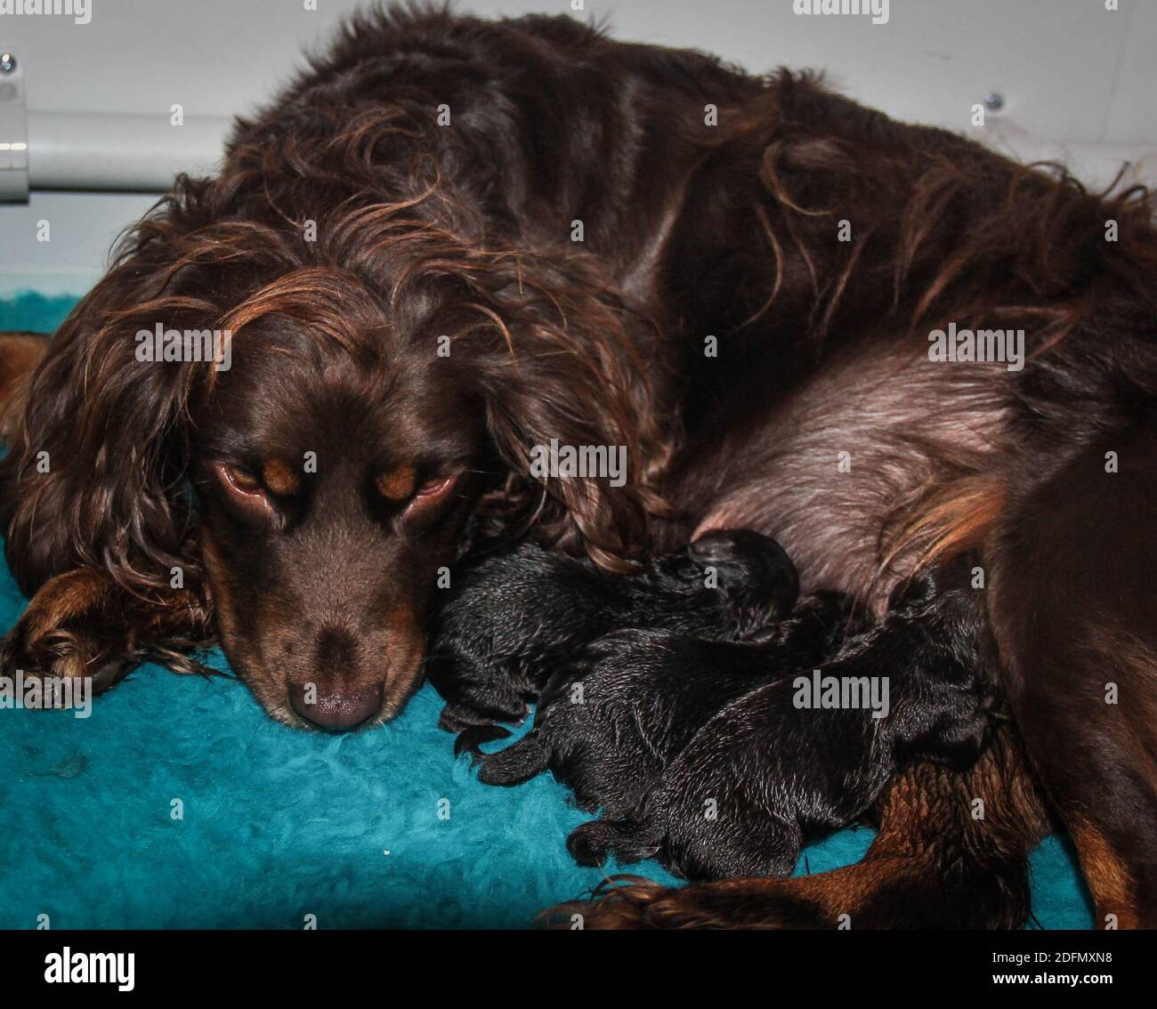 Spaniel da coccer marrone con tre cuccioli appena nati che succhiano contently Foto Stock