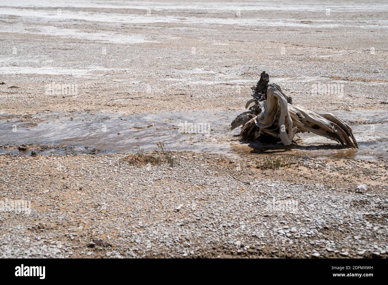 Grandi tronchi di legno pietrificato nella zona geyser geotermico Delle Fountain Paint Pots nel Parco Nazionale di Yellowstone Foto Stock