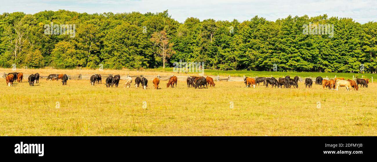 Campo di fattoria di bestiame e Ramara di bestiame Ontario Canada Foto Stock