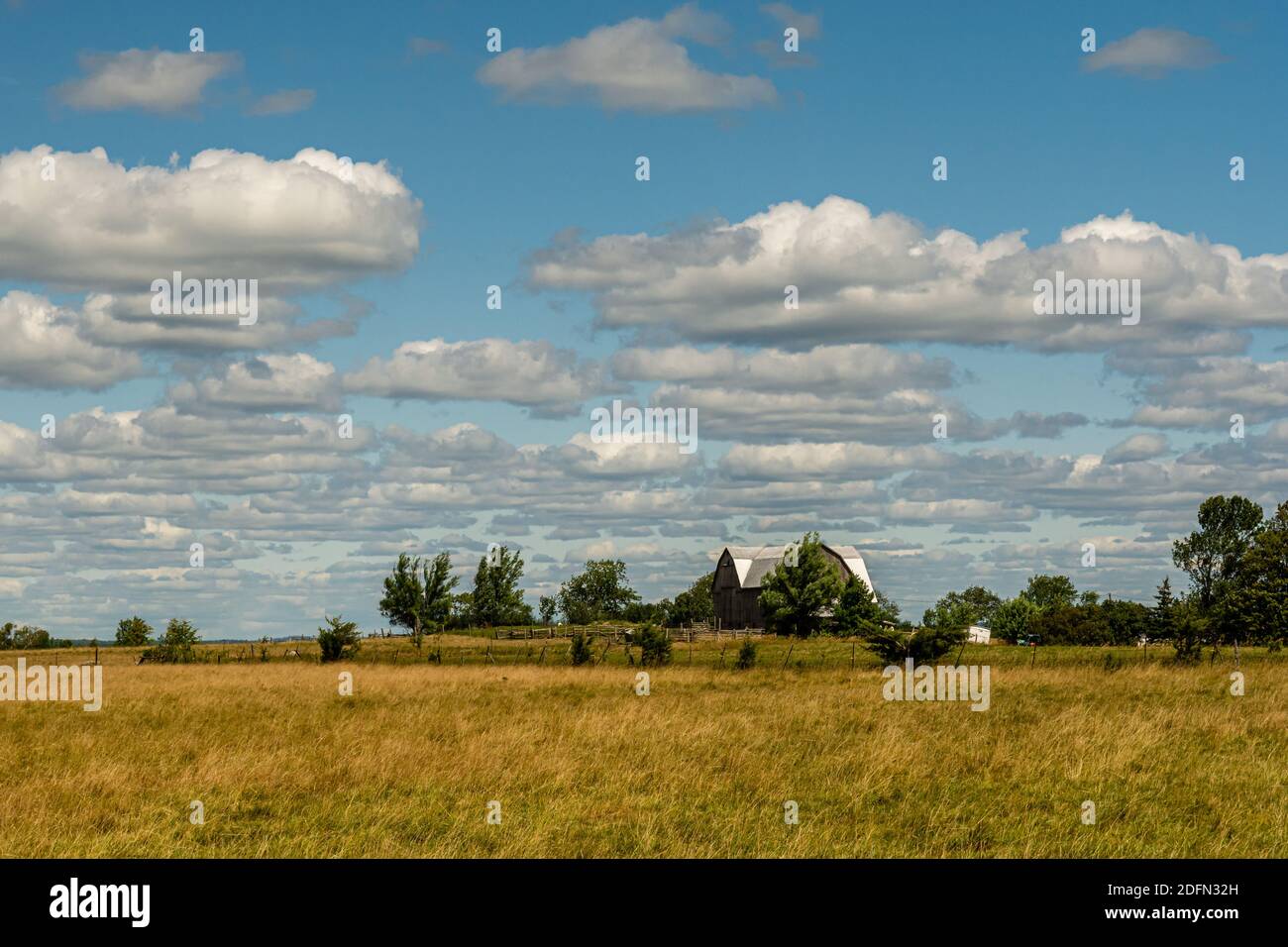 Campo di fattoria di bestiame e Ramara di bestiame Ontario Canada Foto Stock