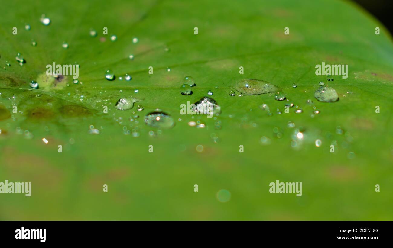 gocce d'acqua sulla foto closeup verde foglia di loto Foto Stock