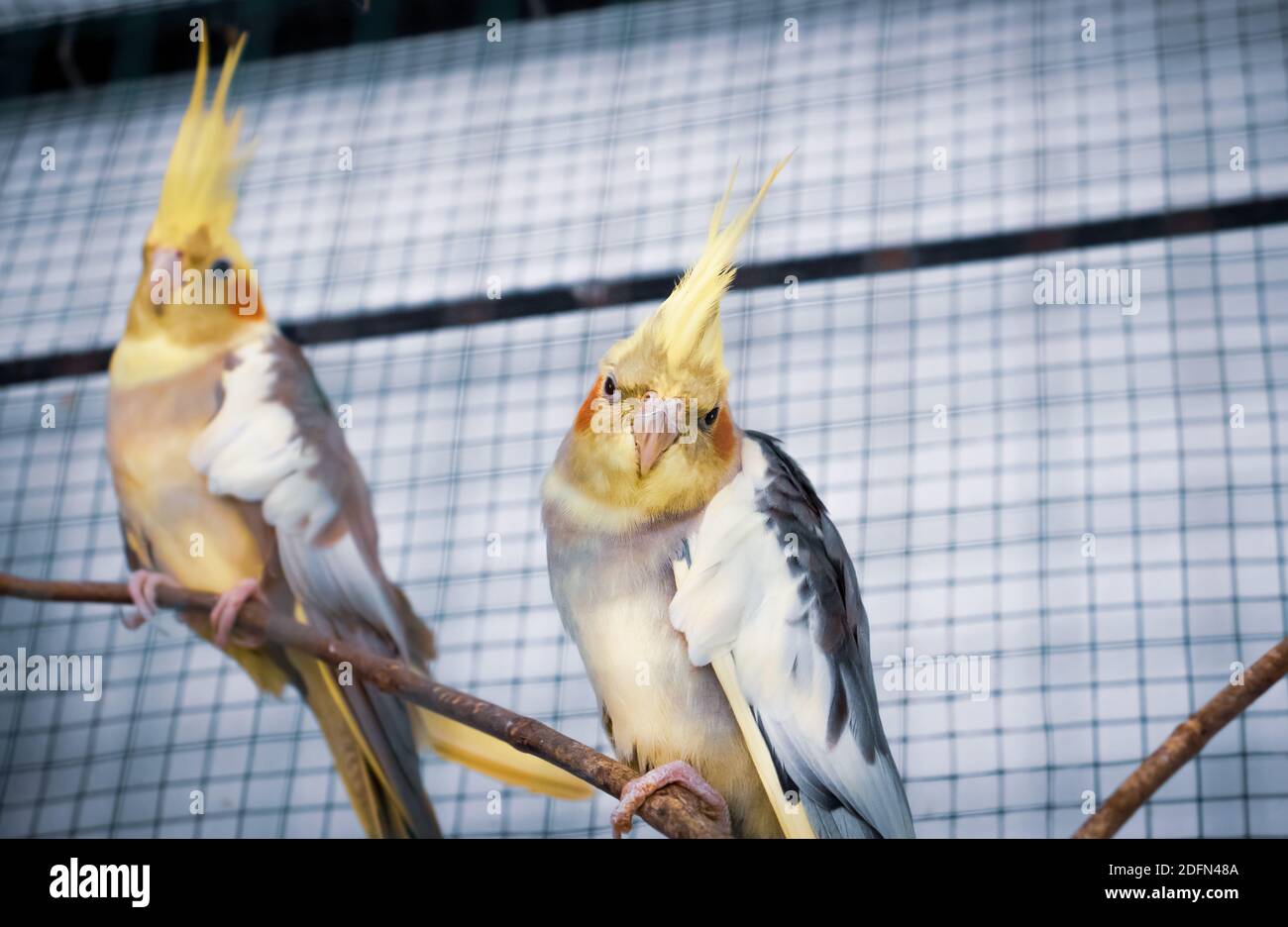 Coppia di pappagalli cocktail, una coppia in ambiente gabbia Foto Stock
