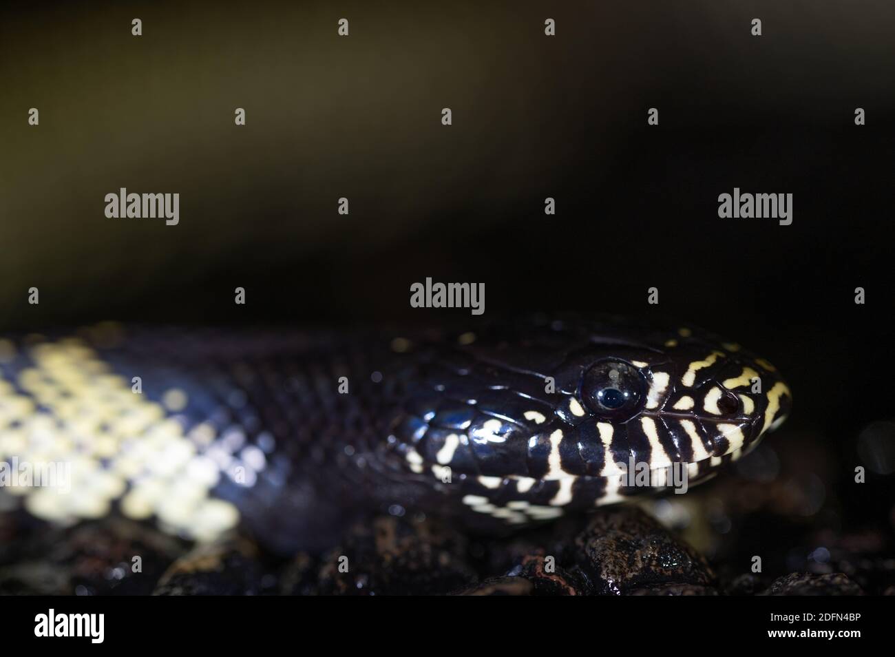 Deserto, Kingsnake Lampropeltis (splendida), Bosque del Apache National Wildlife Refuge, nuovo Messico, Stati Uniti d'America. Foto Stock