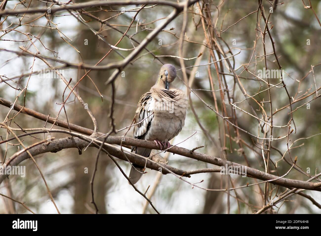 Colomba ad ali bianche (Zenaida asiatica), preening Foto Stock