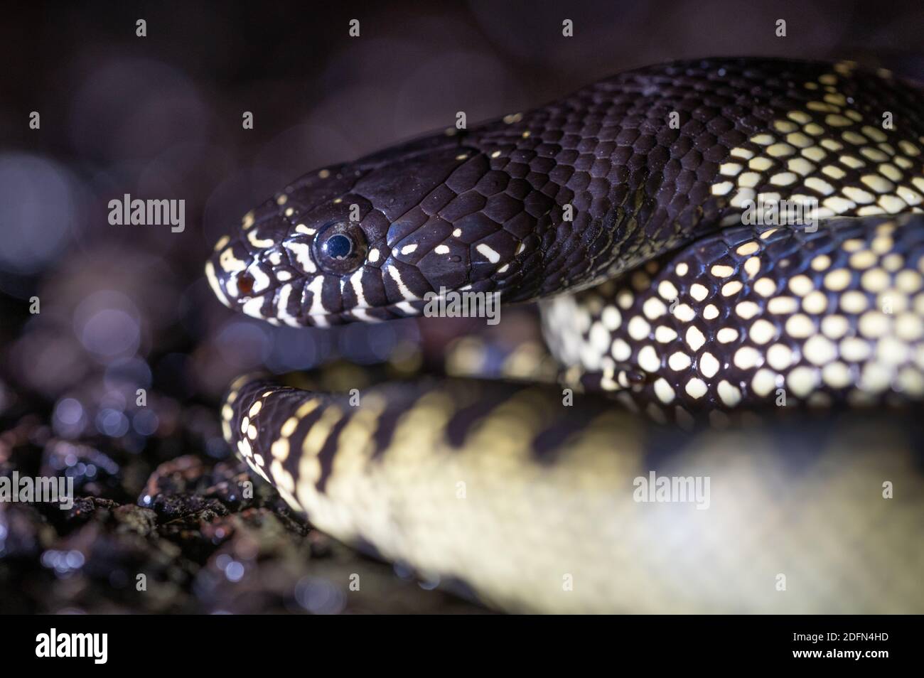 Deserto, Kingsnake Lampropeltis (splendida), Bosque del Apache National Wildlife Refuge, nuovo Messico, Stati Uniti d'America. Foto Stock