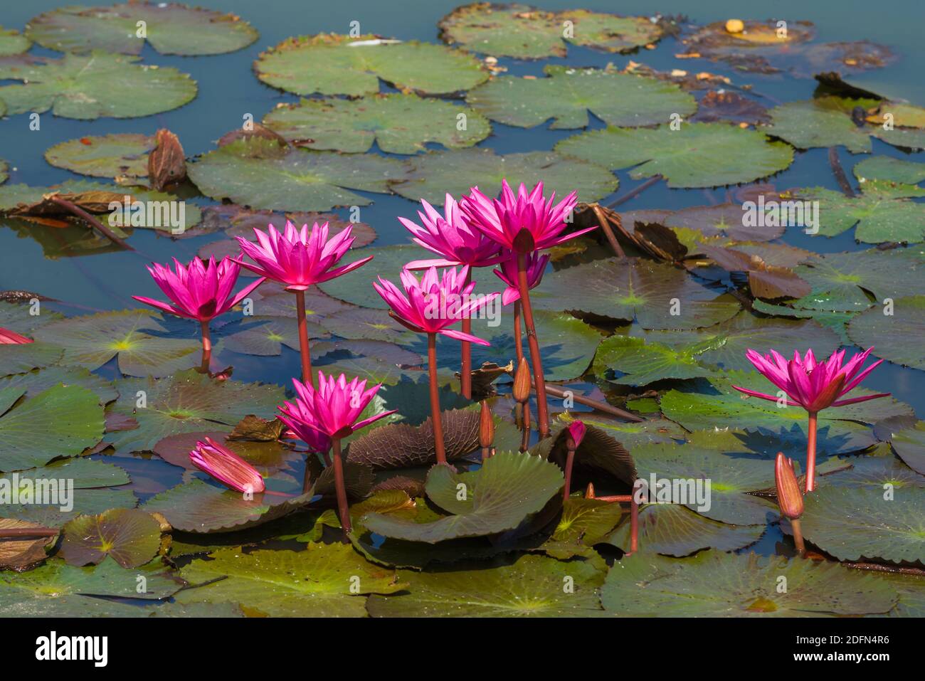 Fiori di giglio d'acqua nel lago in una giornata di sole. Indocina Foto Stock