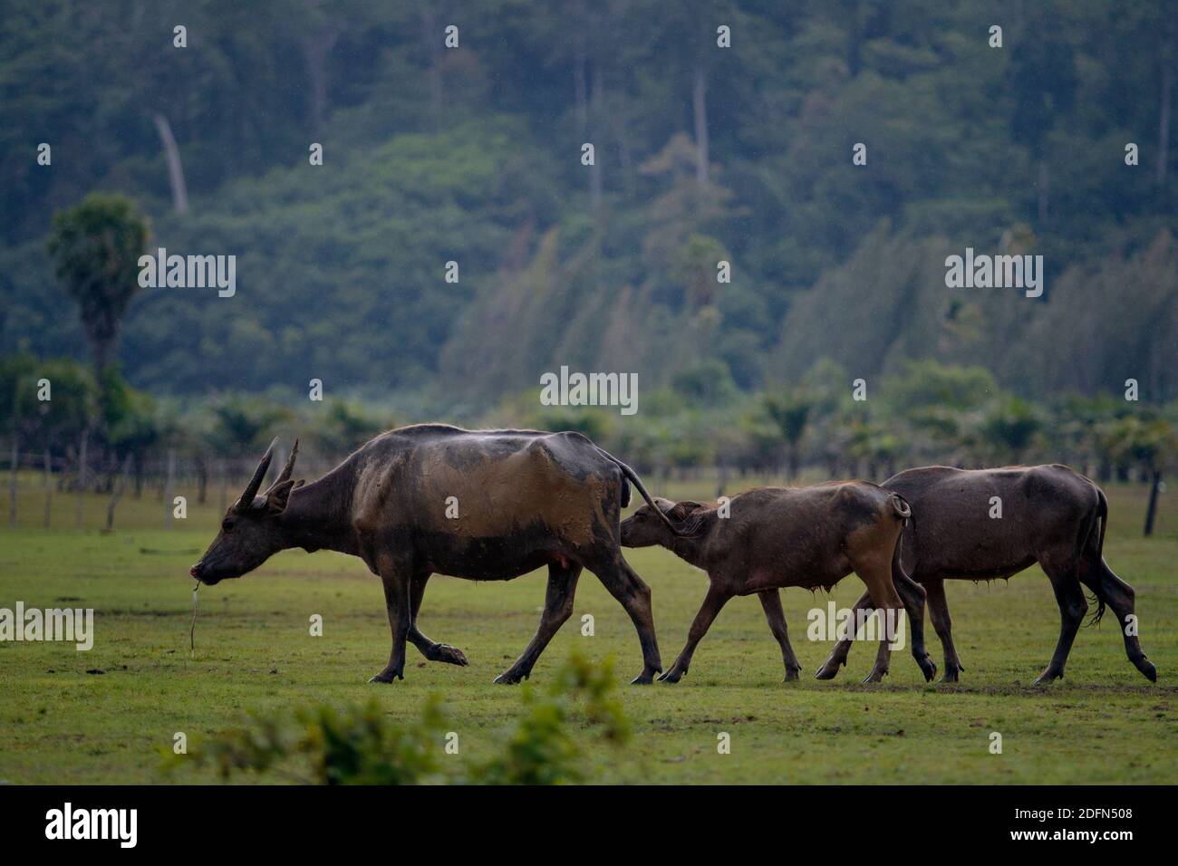 Gregge di bufalo indiano di acqua nelle zone rurali della Thailandia Foto Stock