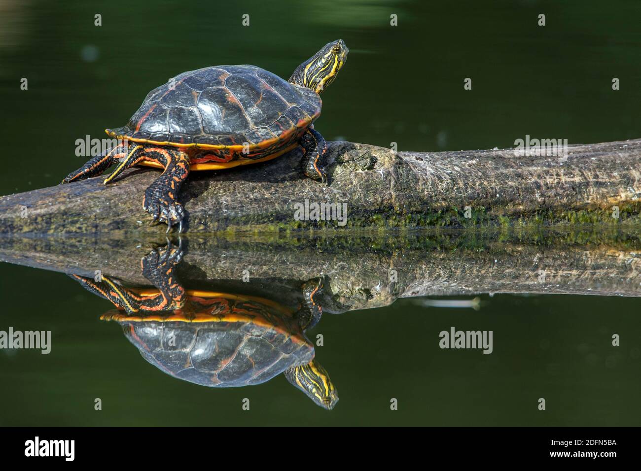 Gelbbauch-Schmuckschildkröte (Trachemys scripta scripta) Foto Stock