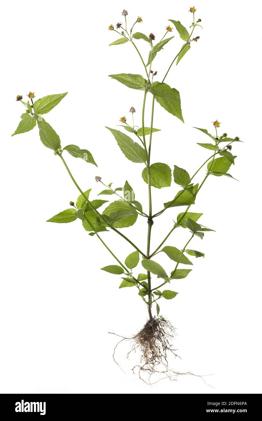 Quickweed (Galinsoga parviflora) o cavolo francese, su sfondo bianco, Germania Foto Stock