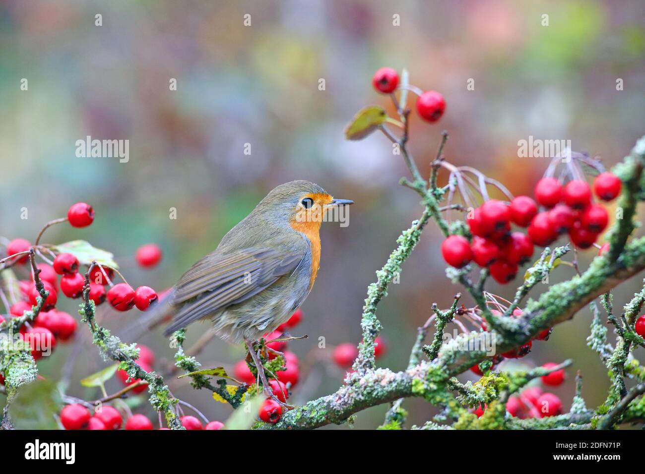 Rapina europea (Erithacus rubiula) con bacche di biancospino, Solms, Assia, Germania Foto Stock