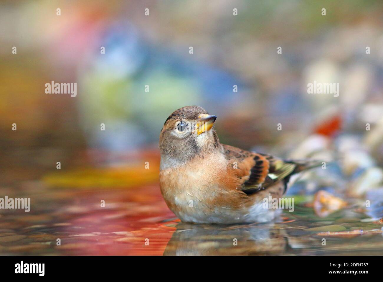 Brambling (Fringilla montifringilla), bagno maschile in acque poco profonde Assia, Germania Foto Stock
