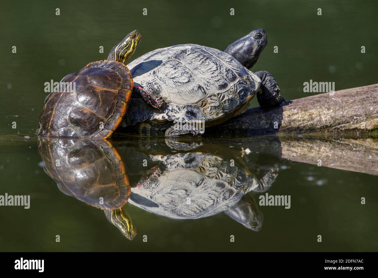 Gelbbauch-Schmuckschildkröte (Trachemys scripta scripta) Foto Stock
