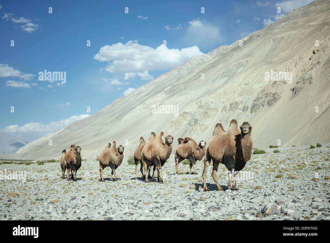 Cammelli Bactrian (Camelus Ferus) su un pendio di scree davanti ad un pendio di scree ai piedi del Kush Hindu, Khas Dej, Wakhan Corridor, Badakhshan Foto Stock