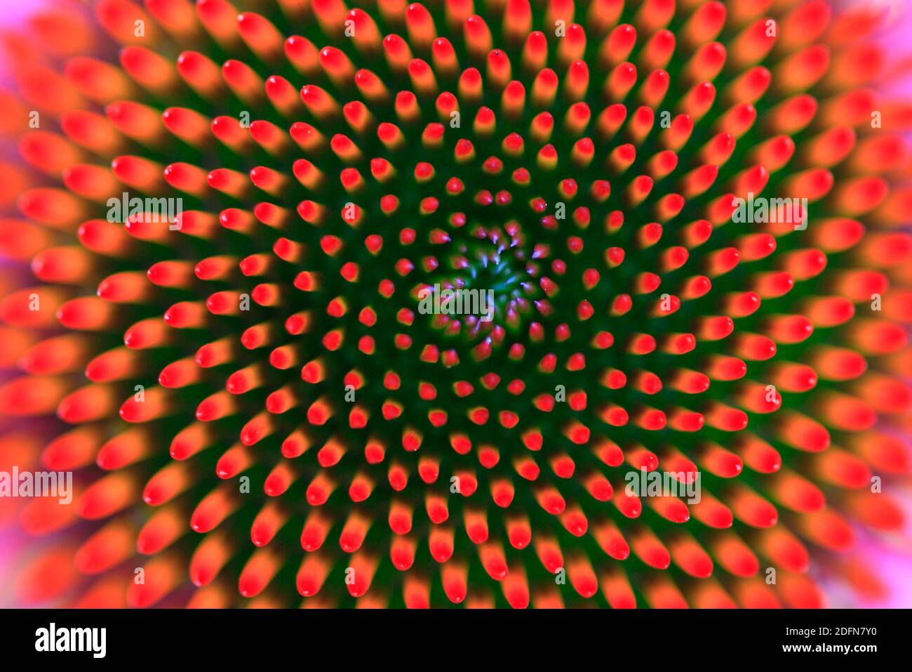 Porpora di coneflower ( Echinacea purpurea, Rudbeckia purpurea) Foto Stock